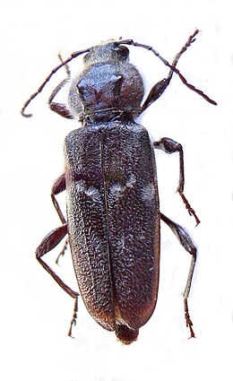 Naminis ūsuotis (Hylotrupes bajulus)