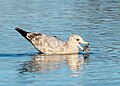 Image 9Immature herring gull manipulating a clam in Marine Park, Brooklyn