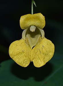 Impatiens pallida