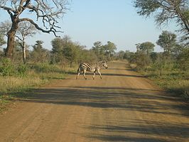 Een zebra in het Krugerpark