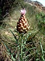 A Torà (Segarra - Catalunya)