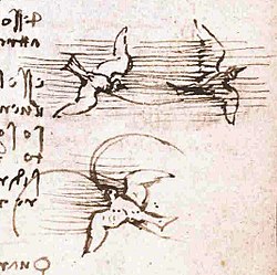 Image illustrative de l’article Codex sur le vol des oiseaux