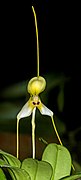 Masdevallia xanthina