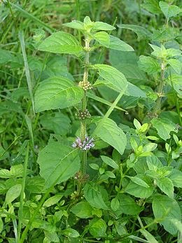 Mezei menta (Mentha arvensis)