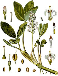 Menyanthes trifoliata L.