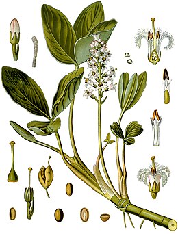 Menyanthes trifoliata