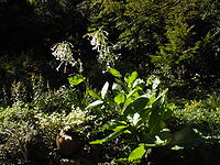 Nicotiana sylvestris