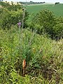 Die Flockenblumen-Sommerwurz (Orobanche centaurina) parasitiert auf der Skabiosen-Flockenblume (Centaurea scabiosa).