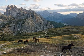 Chevaux dans le parc naturel des Tre Cime. Septembre 2019.