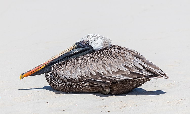 Американский бурый пеликан (Pelecanus occidentalis)