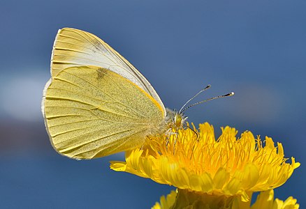 Canary Islands Large White