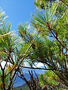 Pinus taiwanensis, Ren’ai Township, Nantou, Taiwan 09.jpg