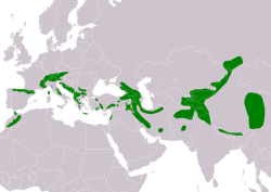 Área de distribución aproximada en verde.