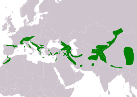 Eurasienkarte mit grün eingezeichneter Verbreitung