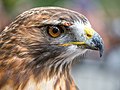 Image 49Red-tailed hawk rescue