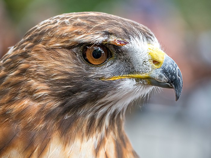 Red-tailed hawk