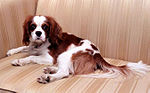 Reagan family pet spaniel, Rex