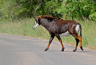 אנטילופת סוס שחורה