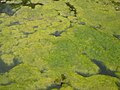 Spirogyra algal bloom in Romanian pond