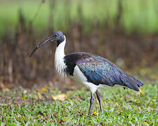 Gelsvakrūtis juodgalvis ibis (Threskiornis spinicollis)