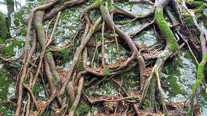 Detail of the natural heritage monument Trockene Klammen (Dry gorges) near Elsbethen, Salzburg Photograph: User:Michael Burgholzer