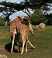 22. Két recés zsiráf (Giraffa camelopardalis reticulata) küzd a San Franciscó-i állatkertben (javítás)/(csere)
