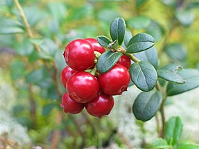 Cowberries