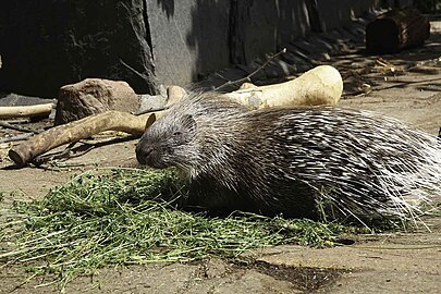 Weißschwanz-Stachelschwein im Tibetdorf