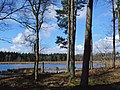 Lunsveen (boswachterij Gieten-Borger)