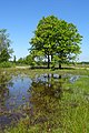 Dwingelderveld