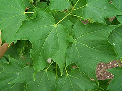 Acer saccharum leaves.jpg