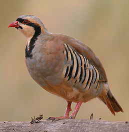 Кеклик азійський (Alectoris chukar)