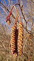 Alnus incana var. tenuifolia next to the Columbia River in East Wenatchee, Douglas County Washington