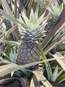 Pineapple (Ananas comosus)