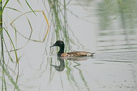 Aythya baeri female.jpg