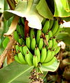 Bananas yn gwydhlann yn Marokk
