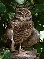 Burrowing Owl (Athene cunicularia)