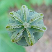 Estigma estrellado de adormidera (Papaver somniferum).