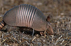 Штаттың майда сүт қоректісі (ағылш. Nine-banded Armadillo)