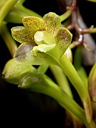 Dendrobium hymenophyllum