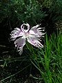 (Dianthus spiculifolius)