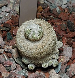 Smulkioji epitelanta (Epithelantha micromeris)