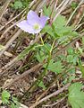 シラネアオイ(G. palmatum）