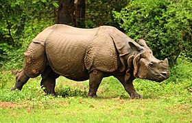 Um rinoceronte indiano no Parque Nacional de Kaziranga