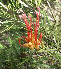 <center>Grevillea concinna</center>