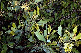 Grevillea microcarpa (naturally grows in WA, in a small area in the north Kimberley. - panoramio.jpg