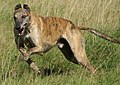 Le Greyhound, un chien de type lévrier (graïoïde).