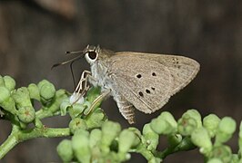 Indian Palm Bob (Suastus gremius). Thane, Maharashtra..jpg