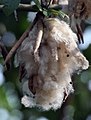 Le fibre di frutta dell'albero del cotone-seta (Ceiba pentandra) sono usate come riempitivo per i cuscini tradizionali in India