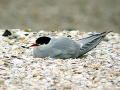 Brütende Küstenseeschwalbe auf dem Kniepsand